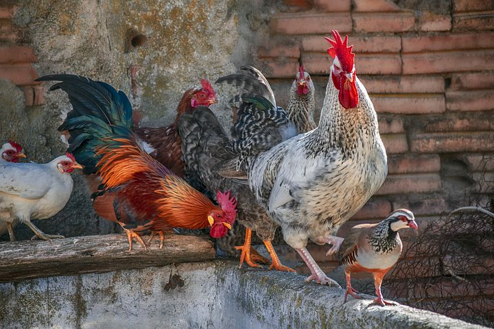 Камиль Хайруллин: птичий грипп представляет большую опасность и для домашней птицы