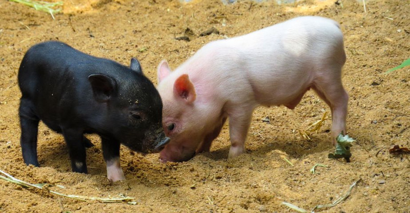 «Идаванг» получит по страховке за уничтоженных в связи с АЧС свиней полмиллиарда рублей