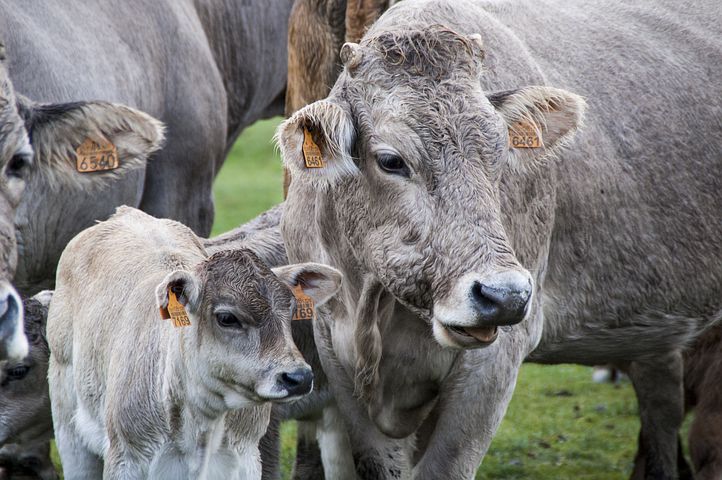 Россельхознадзор отмечает серьезное снижение доли некачественной продукции за 4 года на молочном и мясном рынках 
