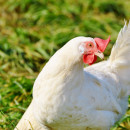5 случаев птичьего гриппа среди диких птиц вызвали тревогу в птицеводческой отрасли Испании