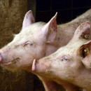 Свиноводы возглавляют движение к умному животноводству