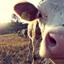 Экспорт канадской говядины в Азию приостановлен из-за  случая атипичного коровьего бешенства