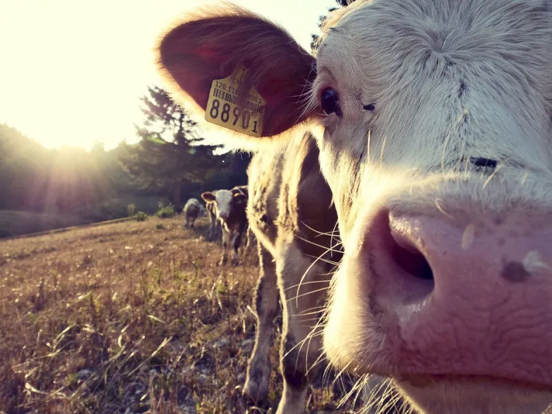 Экспорт канадской говядины в Азию приостановлен из-за  случая атипичного коровьего бешенства