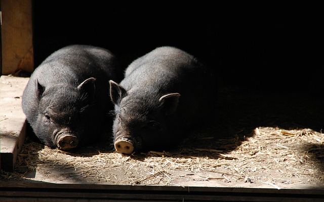 Камбоджа усиливает пограничный контроль для импорта свиней из Таиланда