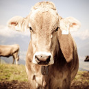 В Аргентине провели исследование, как производить качественную говядину и сокращать выбросы метана