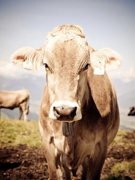 В Аргентине провели исследование, как производить качественную говядину и сокращать выбросы метана 