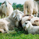 Ветеринары Ростовской области привили в 2021 году два миллиона овец и коз
