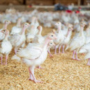 Свердловские птицефабрики предупредили о росте цен на свою продукцию