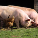 Немецкие фермеры отказываются от свиноводства из-за низких цен и спроса