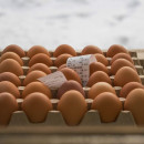 Красные дрожжи в рационе кур повысили качество яиц и здоровье птиц