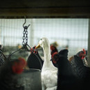 Суд вновь продлил на полгода конкурсное производство на ростовской птицефабрике «Бройлер Дон»