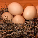 Птицеводы ощутили нехватку инкубационных яиц в связи с ограничением импорта