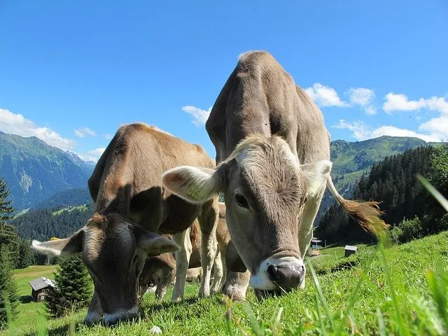 Поголовье крупного рогатого скота во Франции может сократиться