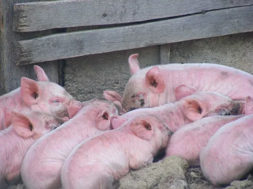 В Дании наблюдается сокращение поголовья свиней
