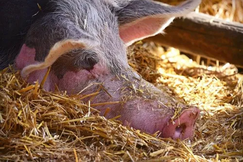    В Великобритании состоялся саммит для решения «острейшего» кризиса в свиноводстве