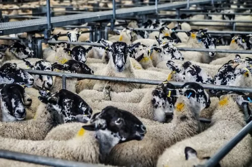 Поголовье  овец в Турции увеличилось на 7,2% в прошлом году