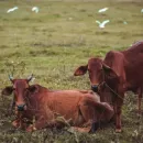 В Казахстане стабильно увеличивается численность скота и птицы