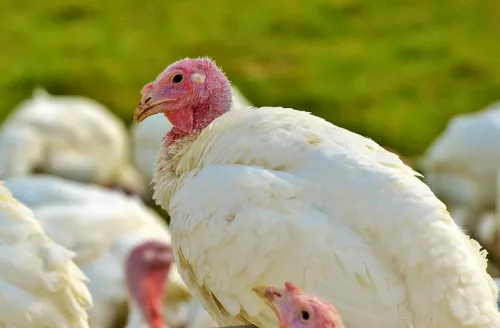 ГАП «Ресурс» в 2022 г. намерен увеличить производство мяса птицы в Ростовской области в 5 раз — власти