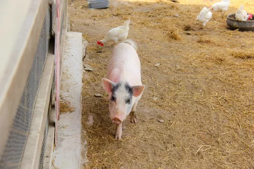  Аргентина решила стать крупным экспортером свиней