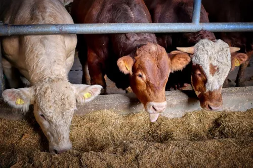 USDA прогнозирует снижение экспорта говядины из Аргентины