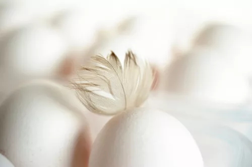 Птицефабрика в Котласе вдвое увеличит производство яиц
