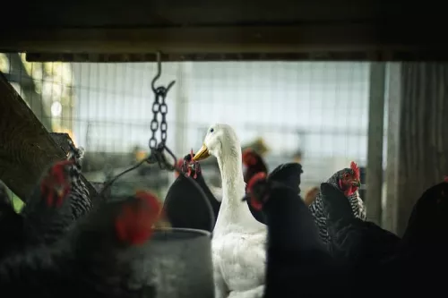 «Сибагро» купила птицефабрику в Кемеровской области