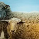 Австралия запретила экспорт овец на несколько месяцев