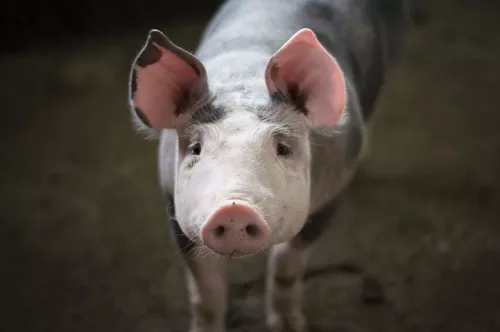 Защитите своих свиней с помощью надлежащей вентиляции