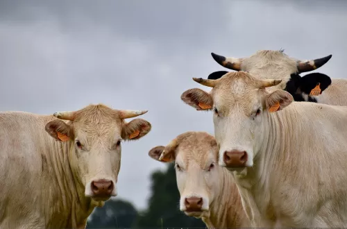 Аргентина намерена существенно нарастить производство говядины