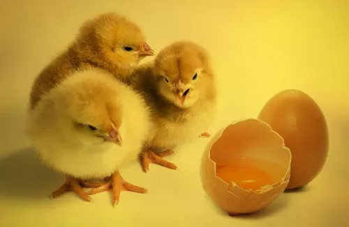 На Камчатской птицефабрике «пионерское» в конце мая запустят новый птичник с 60 тысячами цыплят
