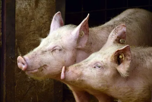 Бурков обвинил США в гибели омских свиней
