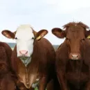 Россельхознадзор выявил нарушения правил содержания скота в компании «Восток Агро»