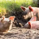 Свиньям подложили импорт. Падению стоимости мяса способствовал беспошлинный ввоз
