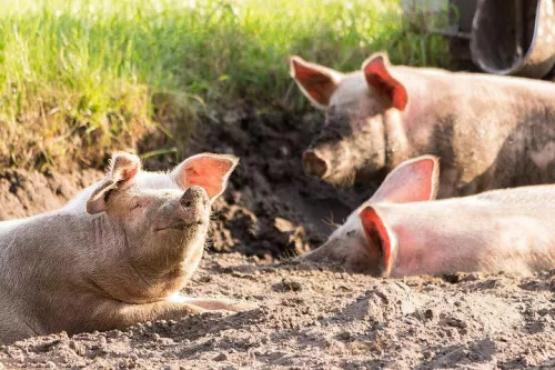 Свиньям подложили импорт. Падению стоимости мяса способствовал беспошлинный ввоз