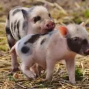 Компания «Агроэко-Воронеж» приняла партию племенных свиней из Дании
