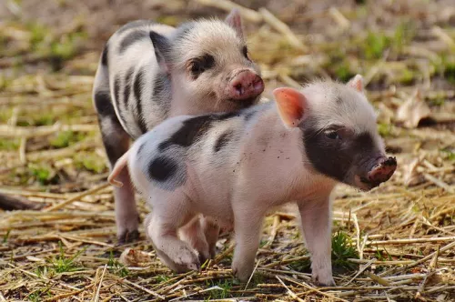 Компания «Агроэко-Воронеж» приняла партию племенных свиней из Дании  