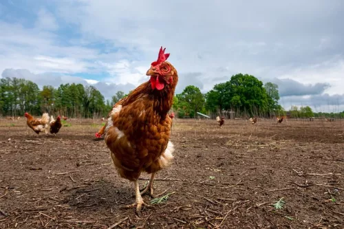 «Боровская птицефабрика» распродает активы, чтобы начать производство после масштабной вспышки птичьего гриппа