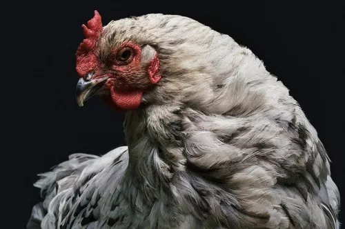 В Великобритании зафиксированы новые вспышки птичьего гриппа