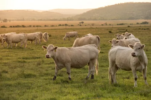 В Австралии сократилось производство говядины, но растет выпуск баранины 