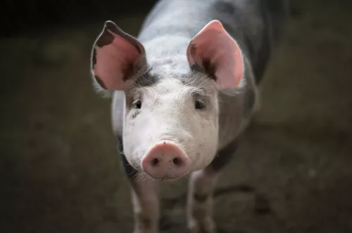 На свиноферме в Южной Корее обнаружен случай африканской чумы свиней