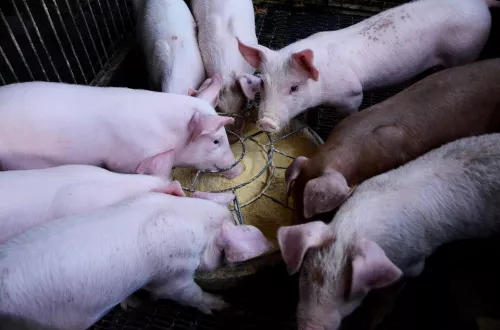 Во Франции может закрыться каждая десятая свиноферма