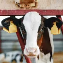 Управление Россельхознадзора продолжает выявлять в Брянской области нарушения при перемещения сельскохозяйственных животных