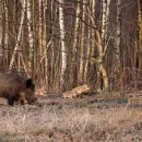Буферные зоны вокруг свиноводческих хозяйств в Мордовии подразумевают 100% изъятие диких кабанов