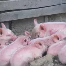 Поголовье свиней начали восстанавливать в хозяйствах Читы и Читинского района