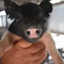 Агрофирма «Дмитрова Гора» закупила племенной молодняк свиней во Франции