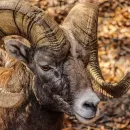 Генетика для сельского хозяйства и биоразнообразия - Ученые клонировали гибрид домашней овцы с диким бараном