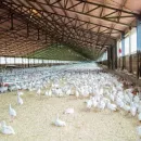 Ирану грозит массовое закрытие птицефабрик в ближайшие 3 месяца