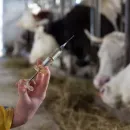 Россия и Белоруссия должны создать отечественные вакцины для скота