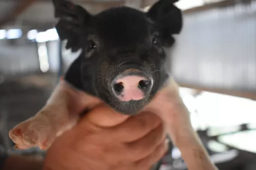 Испания продолжает увеличивать импорт поросят и свиней из Нидерландов