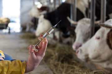 Испания представляет инструмент для самоконтроля использования антибиотиков животноводами